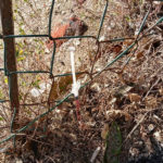 La siringa abbandonata non distante dalla scuola Mercantini