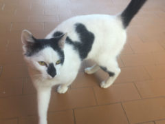 Gatto smarrito alla Cesanella