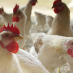 Allevamento di pollame