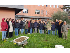 Albero di ulivo piantato presso il Liceo delle Scienze Umane ed Economico Sociale "Giulio Perticari"