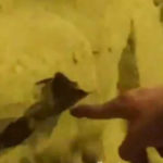 Presepe di sabbia danneggiato