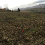 Piante di visciola recise