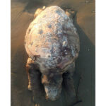 tartaruga marina senza vita