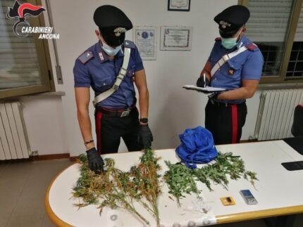 Carabinieri: sequestro marijuana