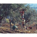 Mario Carafòli, Raccolta delle olive nella campagna di Corinaldo,1960