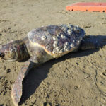 La carcassa della tartaruga marina