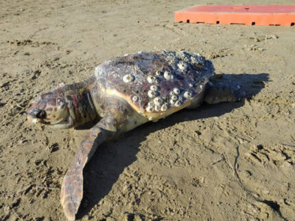 La carcassa della tartaruga marina