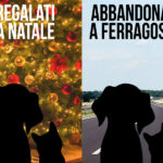 Cuccioli regalati per Natale