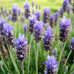 Lavanda