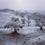 Spolverata di neve a Scapezzano di Senigallia - Foto Francesco Cucchi