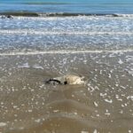 Carcassa di tartaruga Caretta Caretta spiaggiata a Senigallia