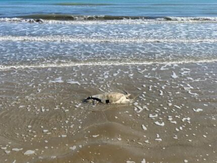 Carcassa di tartaruga Caretta Caretta spiaggiata a Senigallia
