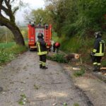 Pianta caduta in strada