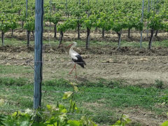 Cicogna nei filari dell'Opera Pia