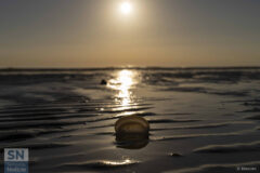 Foto di Daniele Brescini