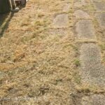 20210617-erbaccia-1 (1)