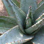 Aloe ferox