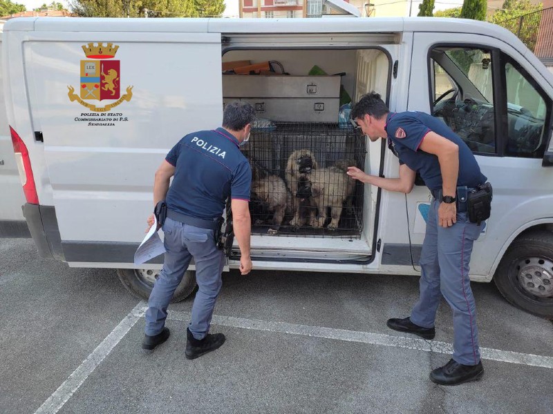 Trasporto di animali vivi dall'estero senza autorizzazione, multa di  migliaia di euro a Senigallia - Senigallia Notizie