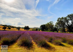 Foto di Patrizio Cardellini