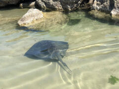 Una razza a Cesano, foto di Sveva Spadoni