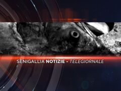 videogiornale enzo carli