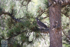 Foto di Massimo Riminucci