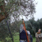 Potatura degli olivi