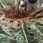 Una palma alle Saline danneggiata dal punteruolo rosso