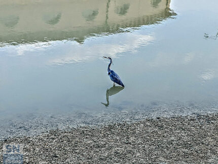 La fauna del fiume Misa di Senigallia - Il guardiano del fiume - Foto di Andrea Pongetti