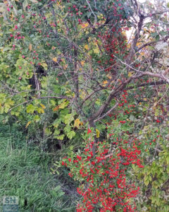 Il fogliame della città di Senigallia - Autunno bicolore - Giancarlo Rossi