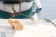 Due amici al porto di Senigallia - La Gabbianella e il Gatto - Foto di Massimo Riminucci