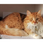 Chico, gatto smarrito a Senigallia