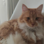 Chico, gatto ritrovato a Senigallia