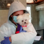 Volontari Amici Animali ODV presso allevamento sequestrato a Trecastelli