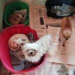 Foto scattate da Amici Animali ODV presso allevamento sequestrato a Trecastelli