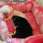 Foto scattate da Amici Animali ODV presso allevamento sequestrato a Trecastelli