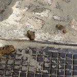 Deiezioni canine. escrementi su corso 2 Giugno