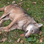 Lupo investito sulla provinciale Corinaldese