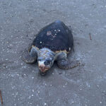 Tartaruga marina spiaggata a Senigallia
