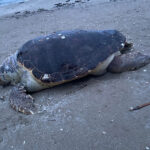 Tartaruga marina spiaggata a Senigallia