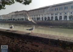 Gabbiane sulle sponde del fiume Misa - Domenica mattina - Foto di Valentina Dolci