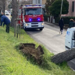 Pino caduto su automezzo lungo stradone Misa a Senigallia