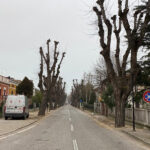 Viale IV Novembre dopo la potatura degli alberi
