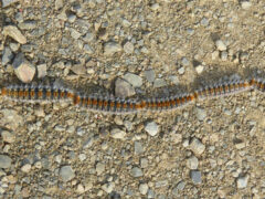 Processionaria del pino