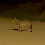 Lupo avvistato a Pianello di Ostra