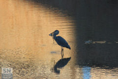 Gli animali del Misa - L'airone fa colazione - Foto di Massimo Modesti