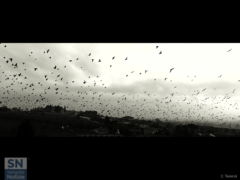 Colline del entroterra senigalliese - Lo stormo - Foto di Claudia Terenzi