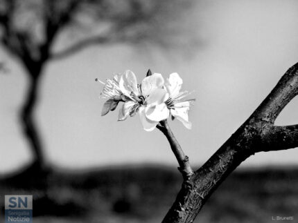 C'è vita - Foto di Loriano Brunetti