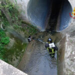 Gatto recuperato dai Vigili del Fuoco a Casine di Ostra