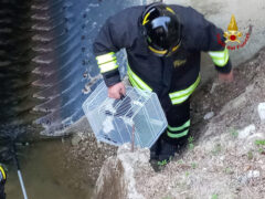 Gatto recuperato dai Vigili del Fuoco a Casine di Ostra